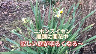 まるおの母　まるこの宿根草と低木の庭　2021 12 12 冷え込みは弱かったけど、代わり映えのしない庭。モズ、スズメ、ハクセキレイの次に飛んで来たものは⁉️