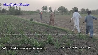 Cobra Snake attacks on farmer |کوبرا سانپ کا کسان پر حملہ |Life of farmer |Village life of Sindh