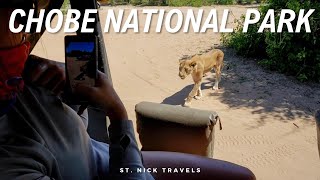 Lion Encounters in Chobe National Park Botswana