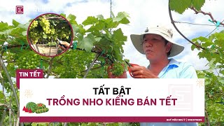 Tất bật trồng nho kiểng bán Tết | VnExpress