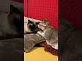 大好きなたぬき猫を思う存分ペロペロできたのでニヤッとして立ち去るシンガプーラなのにゃ♪ cat シンガプーラ トンキニーズ たぬき猫