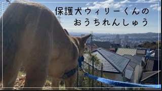 【フォスターファミリー】Rescued dog保護犬ウィリーくんのお家練習のようす