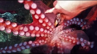 ミズダコの摂餌シーン　Giant Pacific octopus eats fish