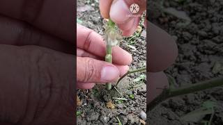 New grafting concept #shorts #grafting #gardening #agriculture #farming #2025 #trend #homegarden