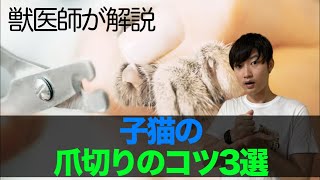 【獣医師が解説】爪切り嫌いの猫ちゃんにしない為の、子猫の爪切りのコツ3選