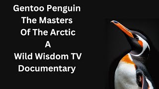 Gentoo Penguin Masters Of The Arctic A WildWisdomTV Documentary