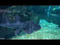 aquarium 4k video uhd 🐠 beautiful relaxing coral reef fish relaxing sleep meditation music 15