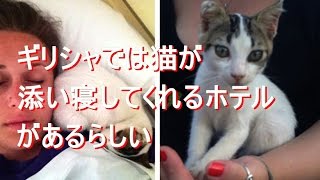 ≪海外の反応≫世界中が癒され猫・ギリシャでは猫が添い寝してくれるホテルがあるらしい