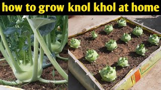 How To Grow Knol Khol At Home | Grow Knol Khol In A Home Made Grow Bag | Ganth Gobhi