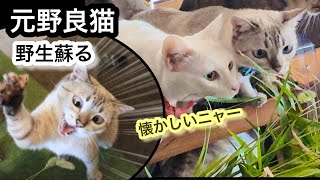 【元野良猫】本物の猫じゃらしをプレゼントしたらニャーニャー鳴いて大興奮｜野生が蘇ったようです