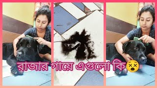 রাজার গা আঁচরানোর কারণ কি ?😲skin problem?🙄#dailyvlog#dogvlog #skincare#subscribe#petcare #labrador