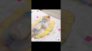 Funny And Cute Cats | #shorts | Amazing Pets