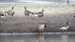 Greater white-fronted geese Adults and Immatures