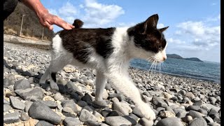 海岸通りで出逢った猫島の子猫と親猫が可愛い過ぎる