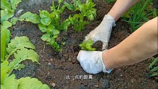 种芹菜——没有菜籽儿也没有菜苗时的好办法 (3) (How To Grow Celery?_A Quick Way _Part 3)