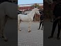 youtubeshorts nukra nukraghora horselovers