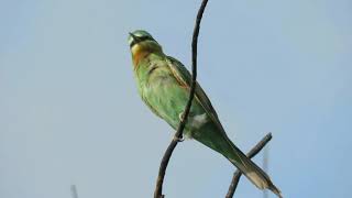 שרקרק ירוק Blue-cheeked Bee-eater 10.9.2021