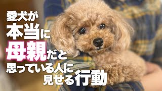 愛犬が本当に母親だと思っている人に見せる行動　　　　　　愛犬が見せる母子の絆を感じる行動