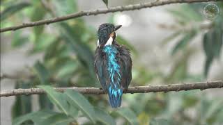 【野鳥観察】カワセミの毛繕い～～４Ｋ動画版