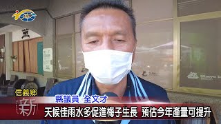 20220218 民議新聞 天候佳雨水多促進梅子生長 預估今年產量可提升(縣議員 全文才)