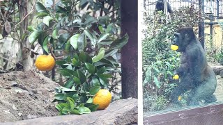 Gentaro harvested and enjoyed tasty oranges. Date taken: 2023.3.25