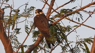 Eurasian hobby birds