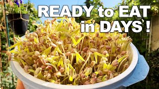 How To Grow Mung Bean Sprouts
