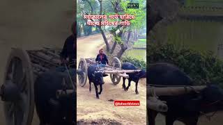 আধুনিকতার ছোঁয়ায় হারিয়ে যাচ্ছে মহিষের গাড়ি #shorts #baffalo