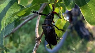 Natur auf der Spur in Dessau - Sägebock (Prionus coriarius)