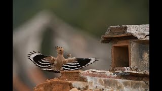 Hoopoe /Upupa epops Feeding Their Chicks In The Nest in slow motion | 金門山后民俗村燕尾簷間戴勝鳥育雛