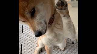 柴犬コロのお手がかわいい✨　わんこ　動物　animal【柴犬コロと子猫のあんこ】dog SHIBA