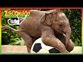 🐘 Zoboomafoo 243 | Talk to Me | Animal shows for kids | Full Episode | HD 🐘