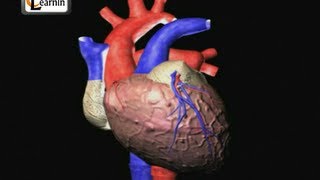 Heartbeat Explained | Lub dub | Cardiac cycle | Heart Sound | Human Anatomy video 3D | elearnin