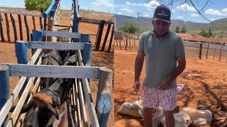 Junior Vianna - Vacinando o Gado Na Fazenda Canadá