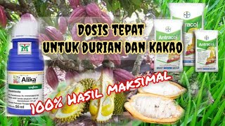 Dosis tepat untuk oles kakao