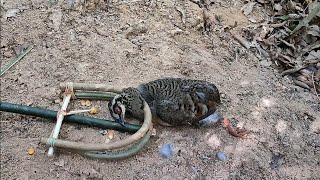 Amazing trap to catch bird francolin in the Jungle work 100%