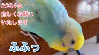 2024.1.6 2024もよろしくお願い申し上げます　【セキセイインコしんちゃんときょきょの暮らし】