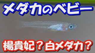 メダカの稚魚がスクスク成長中！楊貴妃メダカ・白メダカ　 ～#15 39歳・会社員の日淡水槽シリーズ～　│MEDAKA Japanese rice fish pretty baby