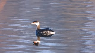 Potápka žlutorohá (Podiceps auritus),Ohrentaucher,Horned grebe