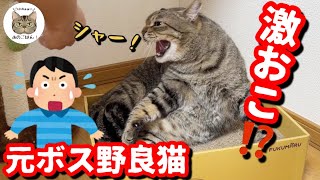 【悲報】パパさんが元ボス野良猫チュンパ君の怒りを買ってしまいました。。。