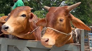 cow unloading, cow videos, cow video, big cow, goru hamba cow, Ep - 129