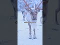 How Reindeer Survive Winter: The Incredible Color-Changing Eyes Adaptation