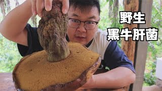 一大朵野生黑牛肝菌，这烹饪方法很特别几口吃完