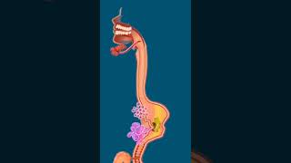 Human  Digestive System 💨#digestivesystem #mydarkside#shortfeed2023