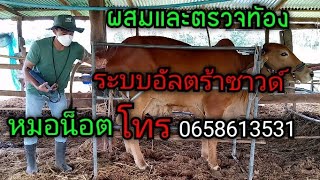 ตรวจท้องวัว ระบบอัลตร้าซาวด์ หมอน๊อต อำเภอนาดูน โทร.0658613531 ผสมเองตรวจท้องเอง