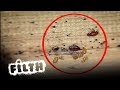 Removing A Bed Bug Infestation | Grimefighters | Filth