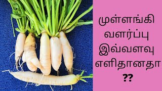 முள்ளங்கி விதைப்பு முதல் அறுவடை வரை...!! // How to grow Raddish easily..!!