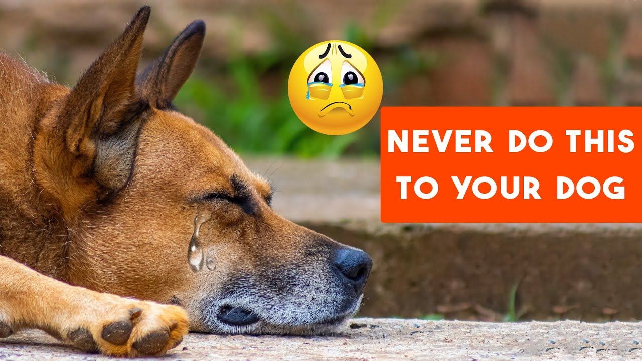 12 Ways You Are Unknowingly Hurting Your Dog's Feelings - YouTube