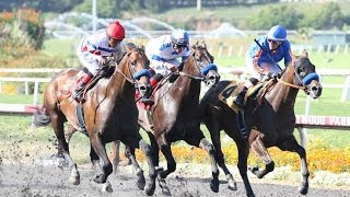 Hollywood Park: 75 Sensational Years