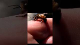 How Bee Survive After Stinging 🐝 #facts #viral #shorts